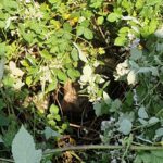 Bulle im Elsbachtal